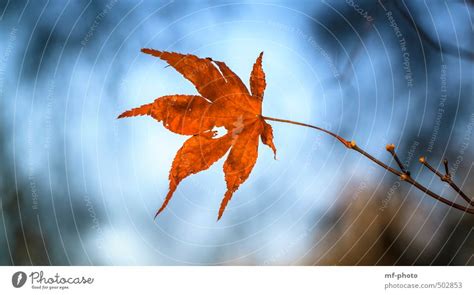 Herbstblatt Natur Pflanze Ein Lizenzfreies Stock Foto Von Photocase