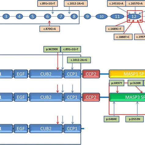 Overview Of Masp Mutations Exons And Introns Are Indicated By Circles