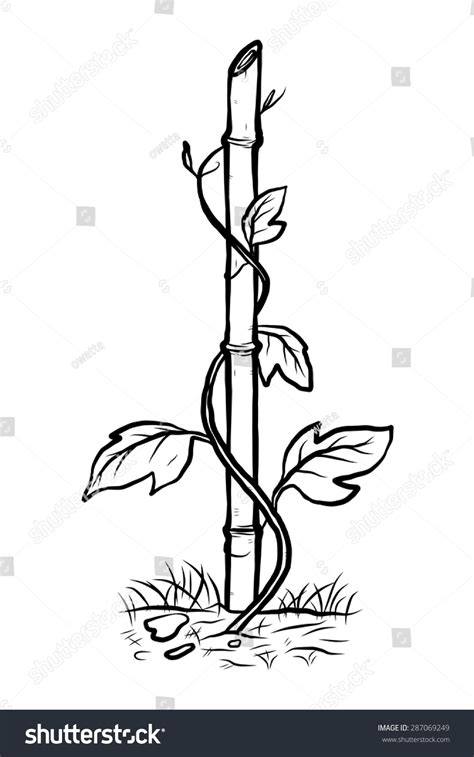 climber plant outline  daniel gilmore blog