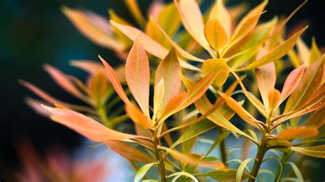 Yellow Green Leaves Macro Plant Blur Background 4K HD Photography