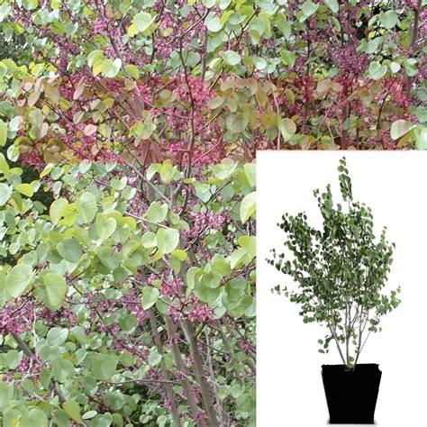 Cercis Occidentalis Pink Plant Western Redbud Multi Trunk Tree