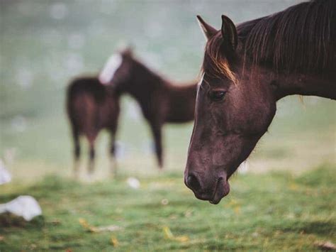 Encefalitis equina confirmaron el primer caso humano en Entre Ríos