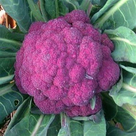 Heirloom Cauliflower Planting Guide From Seed To Harvest St Clare