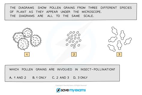 Sexual Reproduction In Plants Cie Igcse Biology Revision 38192 Hot