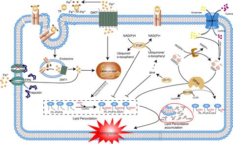 Frontiers Ferroptosis In Sepsis The Mechanism The Role And The