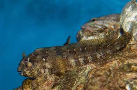 Lawnmower Blenny: The Small But Mighty Fish You Need in Your Tank