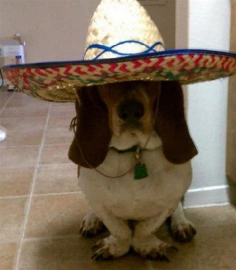 Ten of the Craziest and Funniest Basset Hounds You'll Ever See