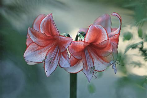 Amaryllis Flower Hd Images Best Flower Site