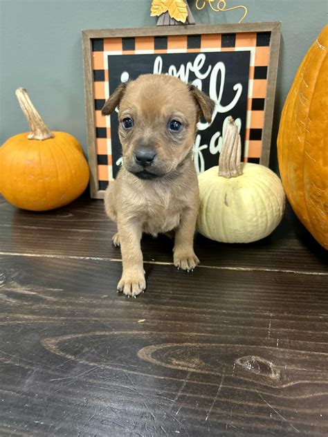 animal shelter deer park 7