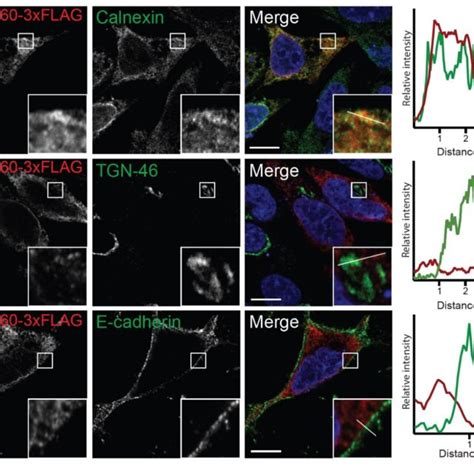 Fig S3 TMEM260 Is Localized In The Endoplasmic Reticulum