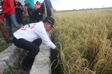 Panen Berhasil Bupati Kupang Apresiasi Petani Nunkurus News From