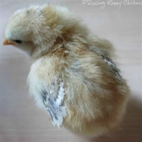 Hatching chickens: days 8 to 13 of incubation.