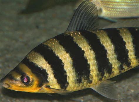 Black Banded Leporinus - Aquarium | Size | Tank | Breed | Care - SeaFish