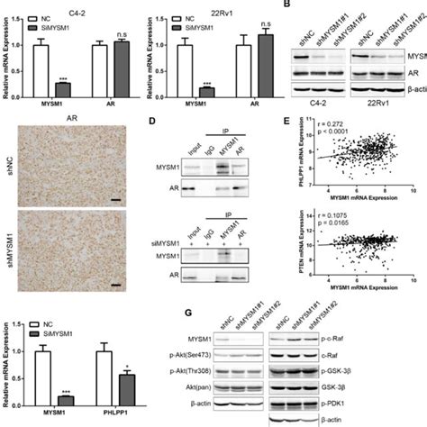 Mysm Interacts With Ar And Inhibits Activation Of Akt C Raf Gsk