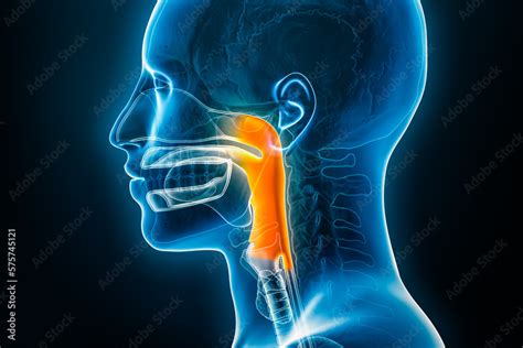 Xray Lateral Or Profile View Of The Pharynx 3d Rendering Illustration With Male Body Contours