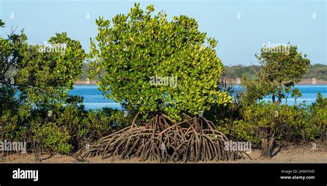 Red Mangrove Rhizophora Stylosa Stock Photo Alamy