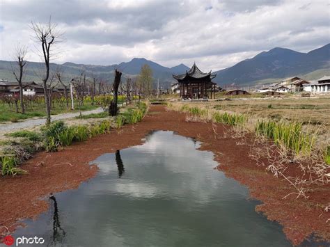 早春时节 云南丽江拉市海风景如画 搜狐大视野 搜狐新闻