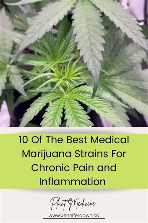 10 Of The Best Cannabis Strains For Chronic Pain Artofit