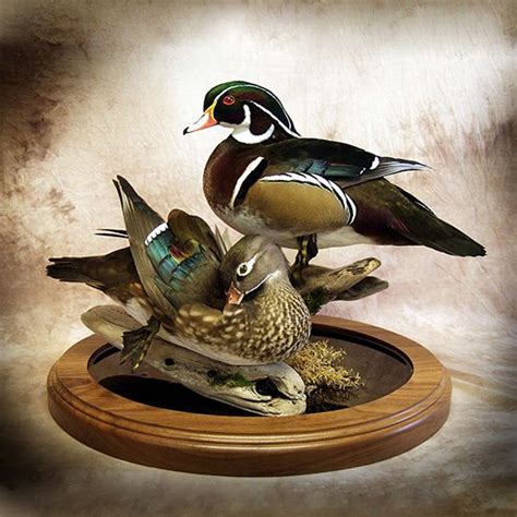 Bird Taxidermy Taxidermy Display Taxidermy Mounts Wood Duck Mounts