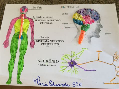 Educa X Atividades de ciências 5 ano sistema nervoso