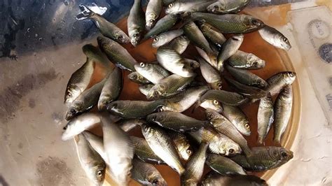 Common Carp Fish Seed Wholesale Price Mandi Rate For Cyprinus