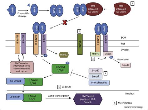 14 Astounding Facts About BMP Signaling Pathway - Facts.net