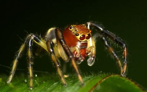 Jumping Spider Salticidae Andreas Kay Flickr