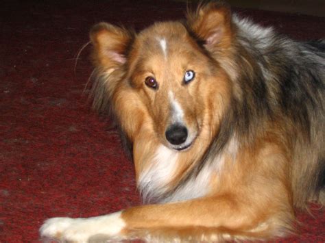 Kooliasjad: Koera pilt