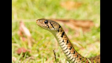 Checkered Keelback Xenochrophis Flavipunctatus Youtube