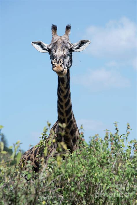 African Giraffe Closeup Among Acacia Trees In Tanzania Africa