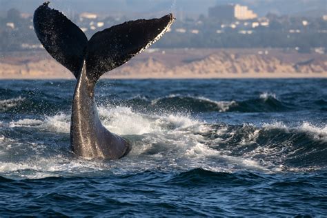 nature, whale, sea, animals, HD Wallpaper | Rare Gallery