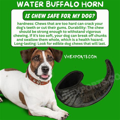 Indian Water Buffalo Horn For Dog Chew VHE3 – Victory Horn Exports