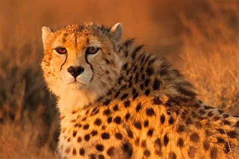 Asiatic Cheetah - Endangered Iranian Felid, Facts and Figures