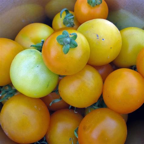 Gelbe Tomate Goldene Königin Solanum lycopersicum Samen