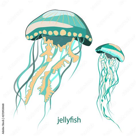 Jellyfish. Vector illustration of two jellyfish on white background Stock Vector | Adobe Stock