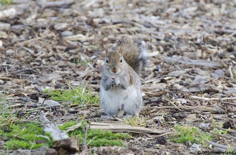 Project Squirrel Feeding Squirrel Feeding J Skelly