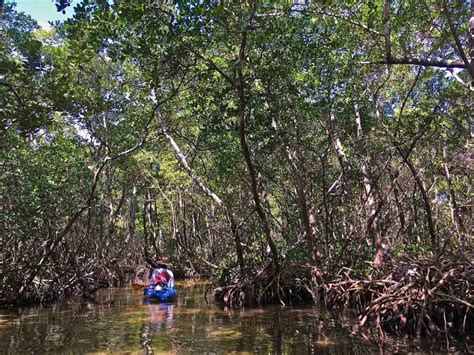 Thailand Trees And Names Krabi Spesialisten