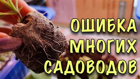 НЕ ЗАТЯГИВАЙТЕ, РАСТЕНИЯ СТРАДАЮТ! Как ПРАВИЛЬНО пересаживать рассаду ...