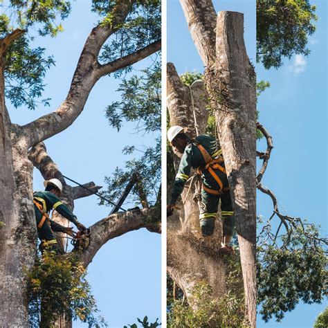 Maktub Arboristas Poda E Remoção De Árvores Manutenção De Jardins