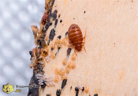 Фото постельных клопов крупным планом | Блог службы «Владимир СЭС»