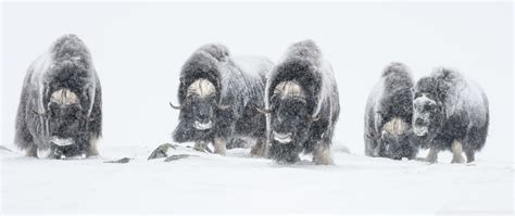 Musk Oxen Habitat Ultra HD Desktop Background Wallpaper for 4K UHD TV ...