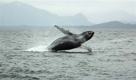 Baleen whale | Filter-feeding, Migration, Conservation | Britannica