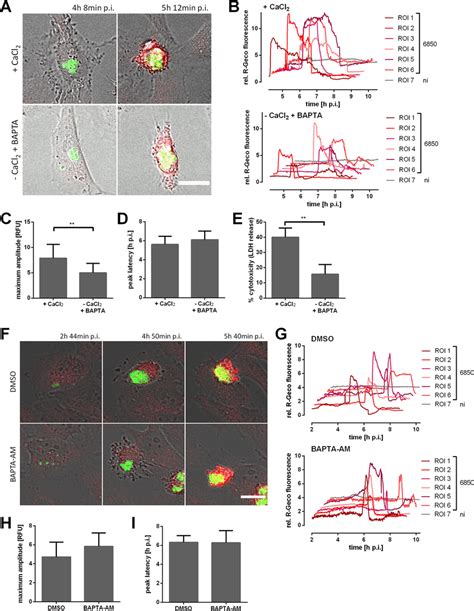 Removal Of Extracellular Ca During S Aureus Intracellular Infection