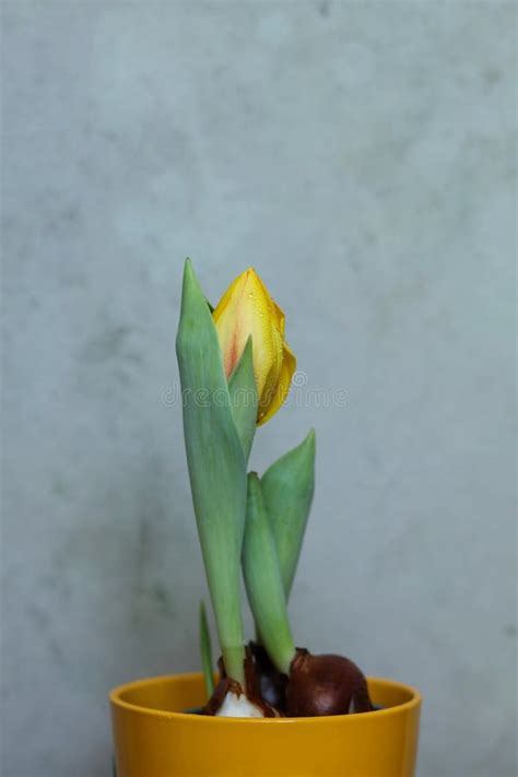 A Yellow Tulip With Water Droplets On It Stock Image Image Of Branch