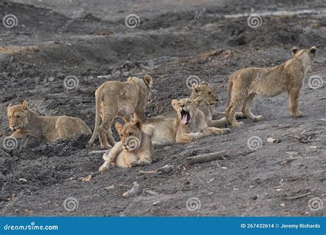 Group Of African Lion Cubs In Namibia Stock Photo Image Of Group