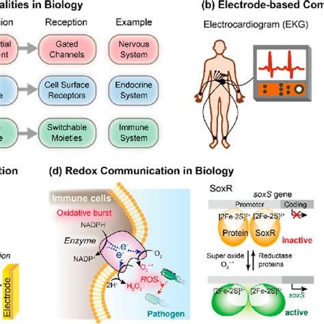 Modalities to span biodevice communication. (a) Three molecularly based ...