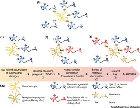 Sex Differences In Alzheimers Disease Metabolic Reprogramming And