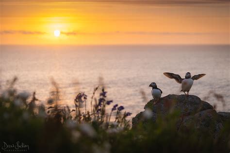 Skomer Island Sunset Drew Buckley Photography Pembroke Pembrokeshire