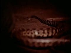 Rattlers Sexy Nude Girl Bath Xxx Mobile Porno Videos Movies IPornTV Net