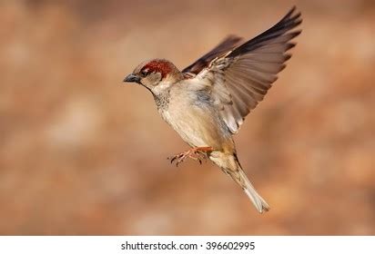 Sparrows Flying